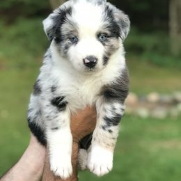 Australian Shepherd Puppies from Roscommon Australian Shepherds