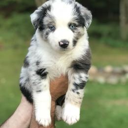 Australian Shepherd Puppies from Roscommon Australian Shepherds