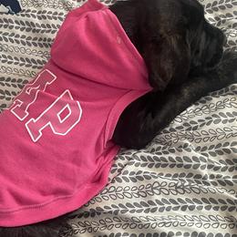 Cane Corso Puppies from AK&J Kentucky Corsos