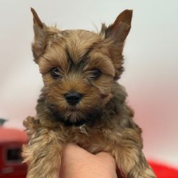 Inder - Gold male Yorkshire Terrier puppy in Benton, Illinois from Furry Tailz Yorkies