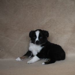 Toy Australian Shepherd Puppies from Richardson Toy and Miniature Australian Shepherds