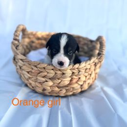 Pembroke Welsh Corgi Puppies from Courtlyn's Corgis