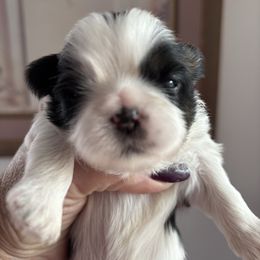 Strawberry - Red and white female Shih Tzu puppy in Redmond, Oregon from Jazzie Shih Tzu & English Toy Spaniels