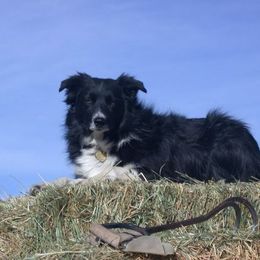Australian Shepherds and Border Collies from Lisa Edwards's Australian Shepherds and Border Collies