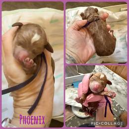 Phoenix - Parti female Poodle puppy in Mount Vernon, Illinois from AMC Poodles
