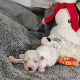Penelope (orange collar)-OFA and CHIC parents - White female Coton de Tulear puppy in Westfield, North Carolina from Legacy Pets