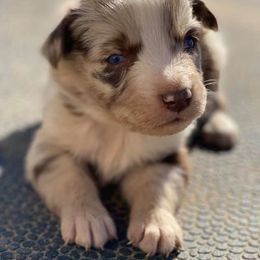 Australian Shepherd Puppies from 4-N Aussie