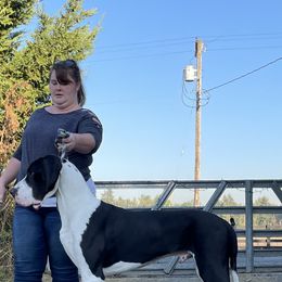 Great Dane All Grown Up from Evergreen Danes