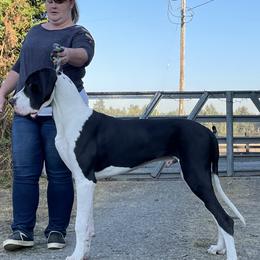 Great Dane All Grown Up from Evergreen Danes