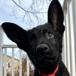 Red (Rocky) - Black German Shepherd puppy in Maryland from Soco.GSD's