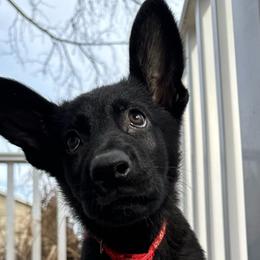 Red (Rocky) - Black German Shepherd puppy in Maryland from Soco.GSD's