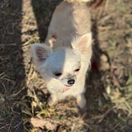 Dior - Chihuahua