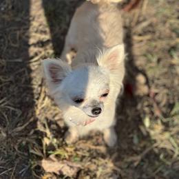 Dior - Chihuahua