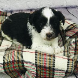 Miniature Schnauzer Puppies from Bearded Lady Schnauzers