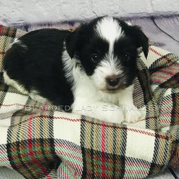 Miniature Schnauzer Puppies from Bearded Lady Schnauzers