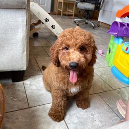 Miso - Red male Cavapoo puppy in Sugarcreek, Ohio from True Hearted Doodles