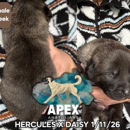 H.D Brown Girl - Brindle female Anatolian Shepherd Dog puppy in Frenchtown, Montana from Apex Anatolians