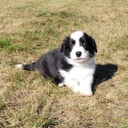 Cardigan Welsh Corgi and Mudi Puppies from Kahukura Cardigans