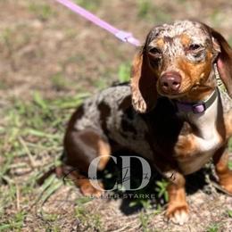 Dachshund Puppies from Camacho_Dachshunds