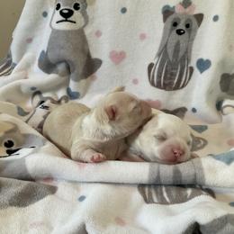Chihuahua Puppies from Knox Rock'n Chihuahuas