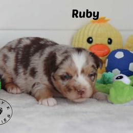 Ruby - Pending Evaluation - Red merle female Miniature Australian Shepherd puppy in Garden Plain, Kansas from Krazy K Aussies