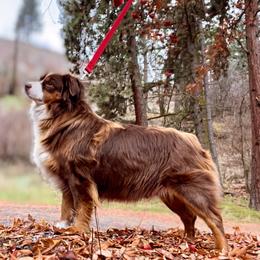 Diva - Miniature Australian Shepherd