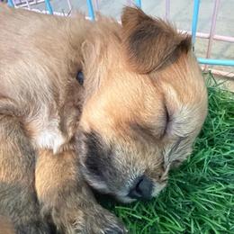 Blue - Wheaten male Soft Coated Wheaten Terrier puppy in Gordonville, Texas from Serenity Valley Wheatens
