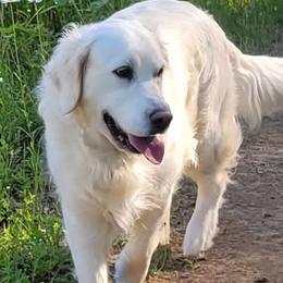 Golden Retrievers from Wildcat Hollow Goldens