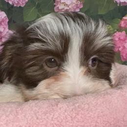 Eddie - White male Havanese puppy in Clermont, Florida from Country Sweet Havanese and Creative Coaching