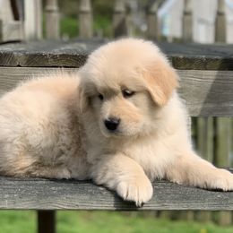 Golden Retriever and Nederlandse Kooikerhondje Puppies from Morning Sky Goldens