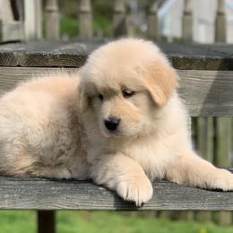 Golden Retriever and Nederlandse Kooikerhondje Puppies from Morning Sky Goldens