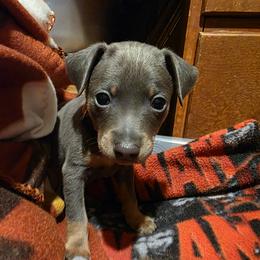 PBLM1 2-26 - Blue and rust male Miniature Pinscher puppy in Middle Point, Ohio from Knisely's Min Pins-AKC