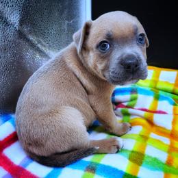 Melody - Fawn female Staffordshire Bull Terrier puppy in Dallas, Texas from Wild Blue Staffords