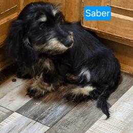 Saber 2,400 - Black and cream male Dachshund puppy in Tonopah, Arizona from Desert Diamond Dachshunds