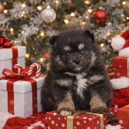 Tripp - Tri-color male Pomsky puppy in Coos Bay, Oregon from Ocean View Pomskies