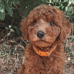 Poodles from Designer Poodles & Doodles