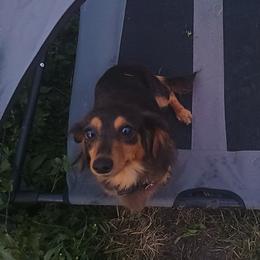 Maggie - Dachshund