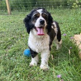 Tina - Cocker Spaniel