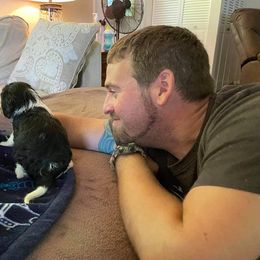 Cavalier King Charles Spaniel Puppies from CK Cavaliers