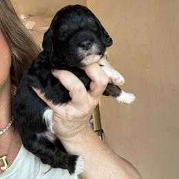 Willow - Phantom female Bernedoodle puppy in Grants Pass, Oregon from Royal Empire Bernedoodles