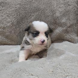 Black Collar Male - Red male Pembroke Welsh Corgi puppy in Tenino, Washington from LoneStar Corgis NW