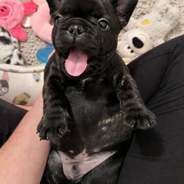French Bulldog Puppies from Nuthin’ But Frenchies