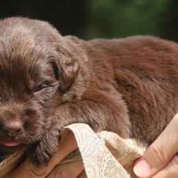 Newfoundland Puppies from Pine River Newfoundlands