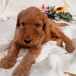 Irish Doodle Puppies from Foxrun Litters