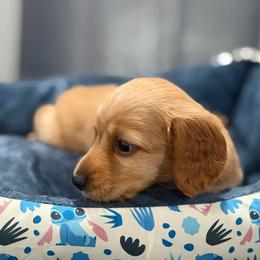 Tashtego - Red male Dachshund puppy in Wesley Chapel, Florida from Russell Lee Overton