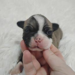 Egg roll - Seal and white male Boston Terrier puppy in Catawba, North Carolina from Lil Wiggles Boston Terriers
