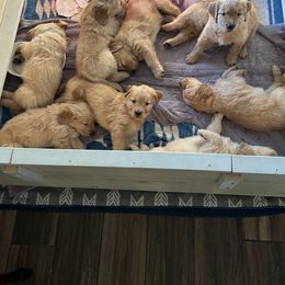 Golden Retriever All Grown Up from Adele's Golden Retrievers