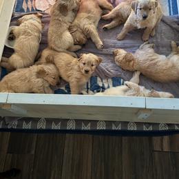 Golden Retriever All Grown Up from Adele's Golden Retrievers