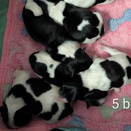 Arkle - Black and white male Havanese puppy in Anderson, South Carolina from Moe's Goldens and HavAntics