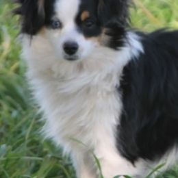 Toy Australian Shepherds from Richardson Toy and Miniature Australian Shepherds